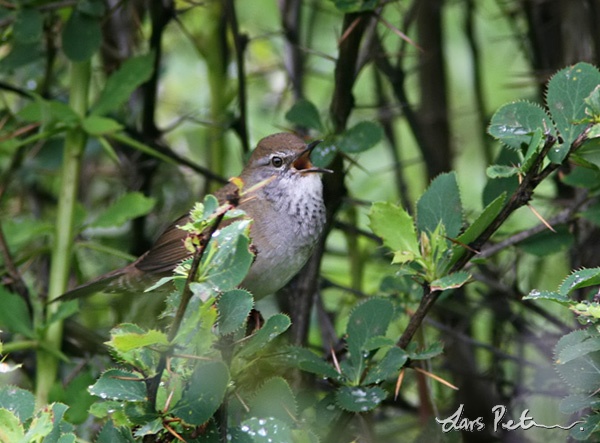 Spotted Bush-warbler